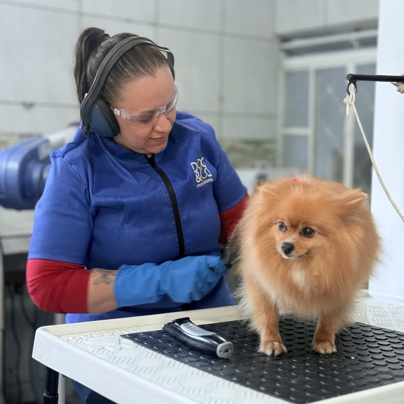 Profissional do banho e tosa da Climvet com um spitz alemão na mesa