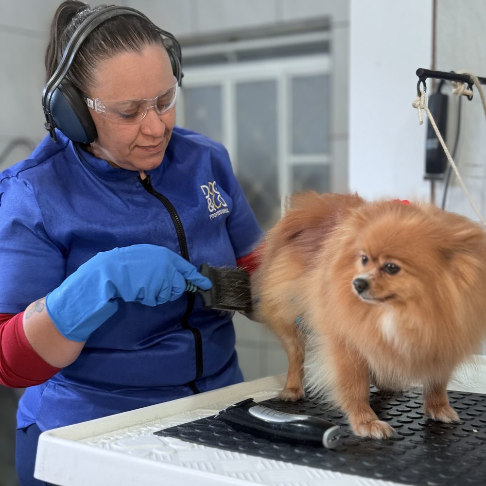 Profissional do banho e tosa da Climvet escovando um spitz alemão