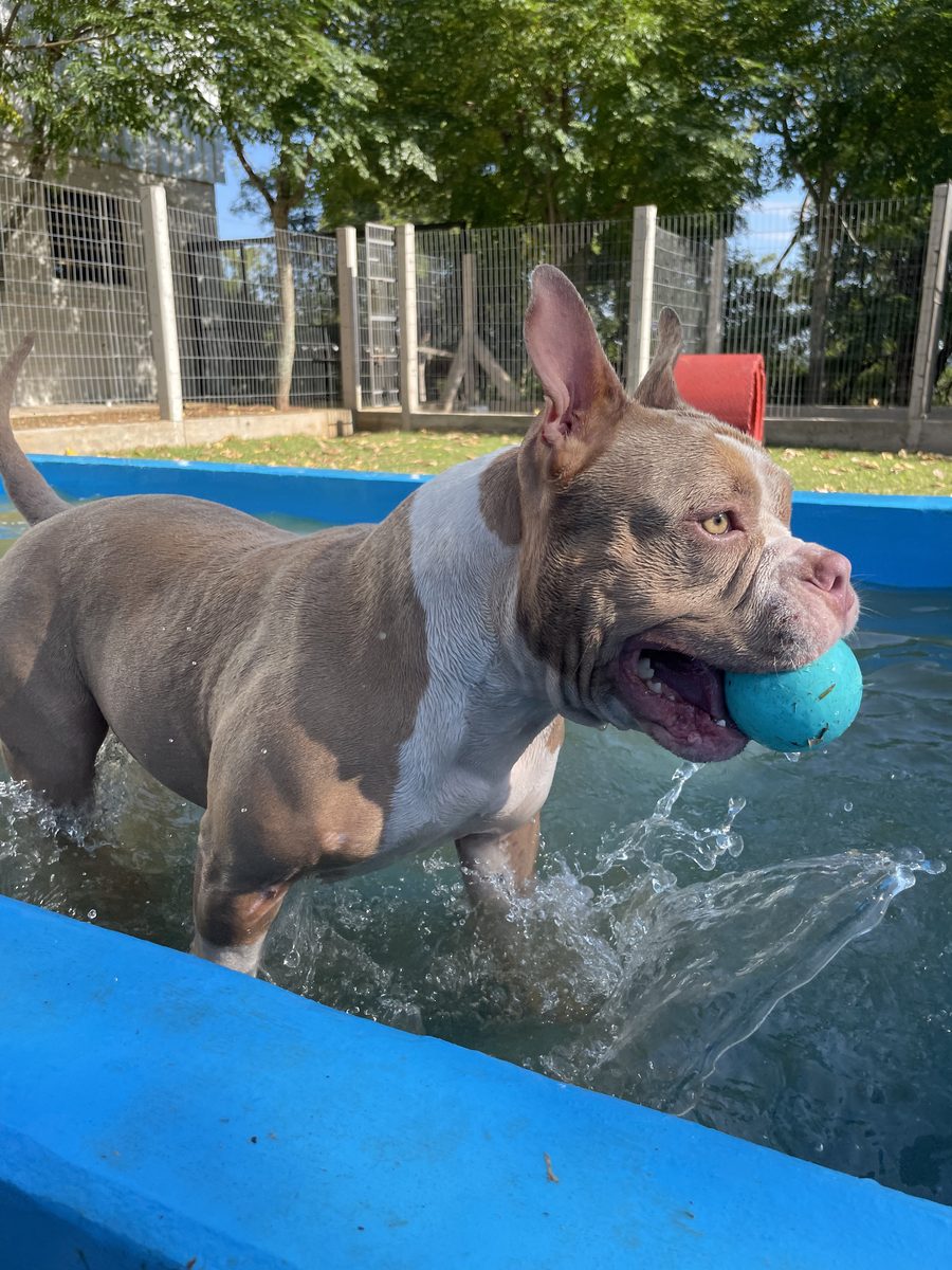 Cão brincando com bolinha na piscina da chácara da Climvet